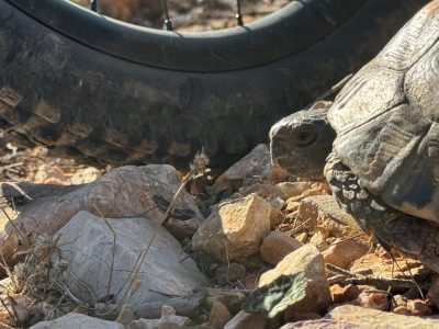 Athen Trail-Attack mit mountainbikereisen.ch