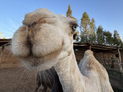 mountainbiking-marokko-singletrails-mountainbikereisen