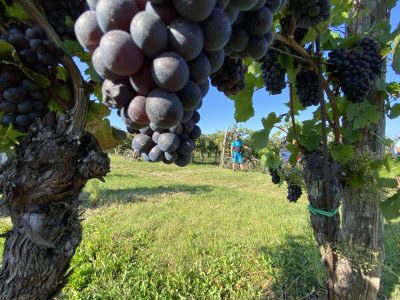 Slowenien Cross mountainbikereisen.ch