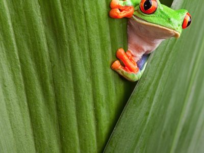 Costa Rica Mountainbikereisen ©Shutterstock