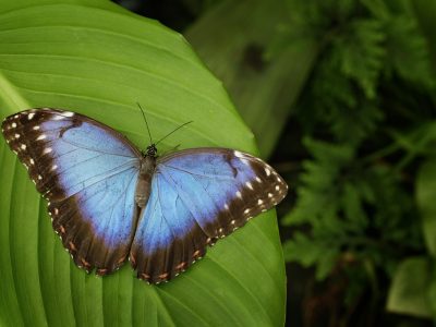 Costa Rica Mountainbikereisen ©Shutterstock